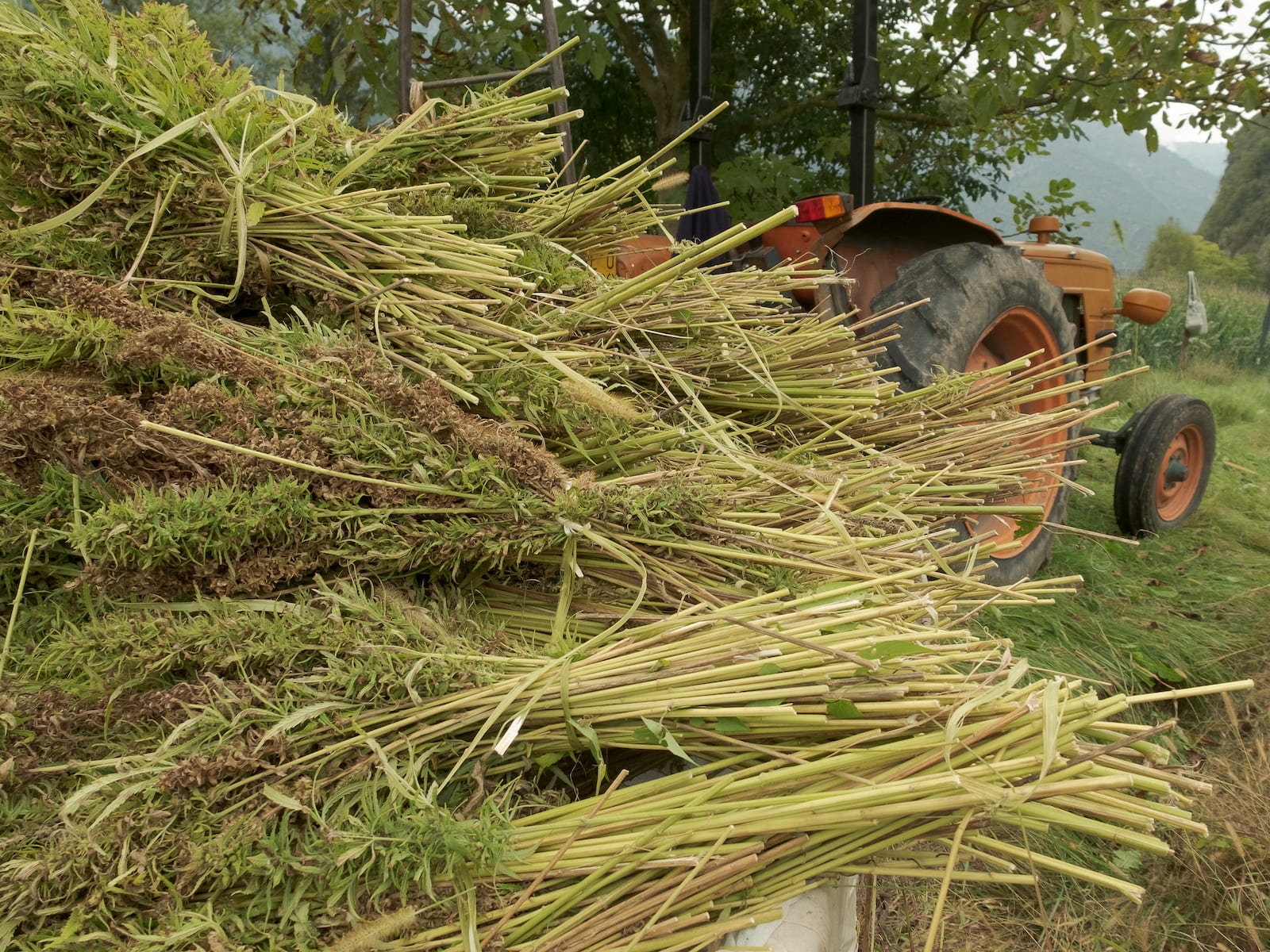 bales of hemp plants tied up in the back of a tractor in a field