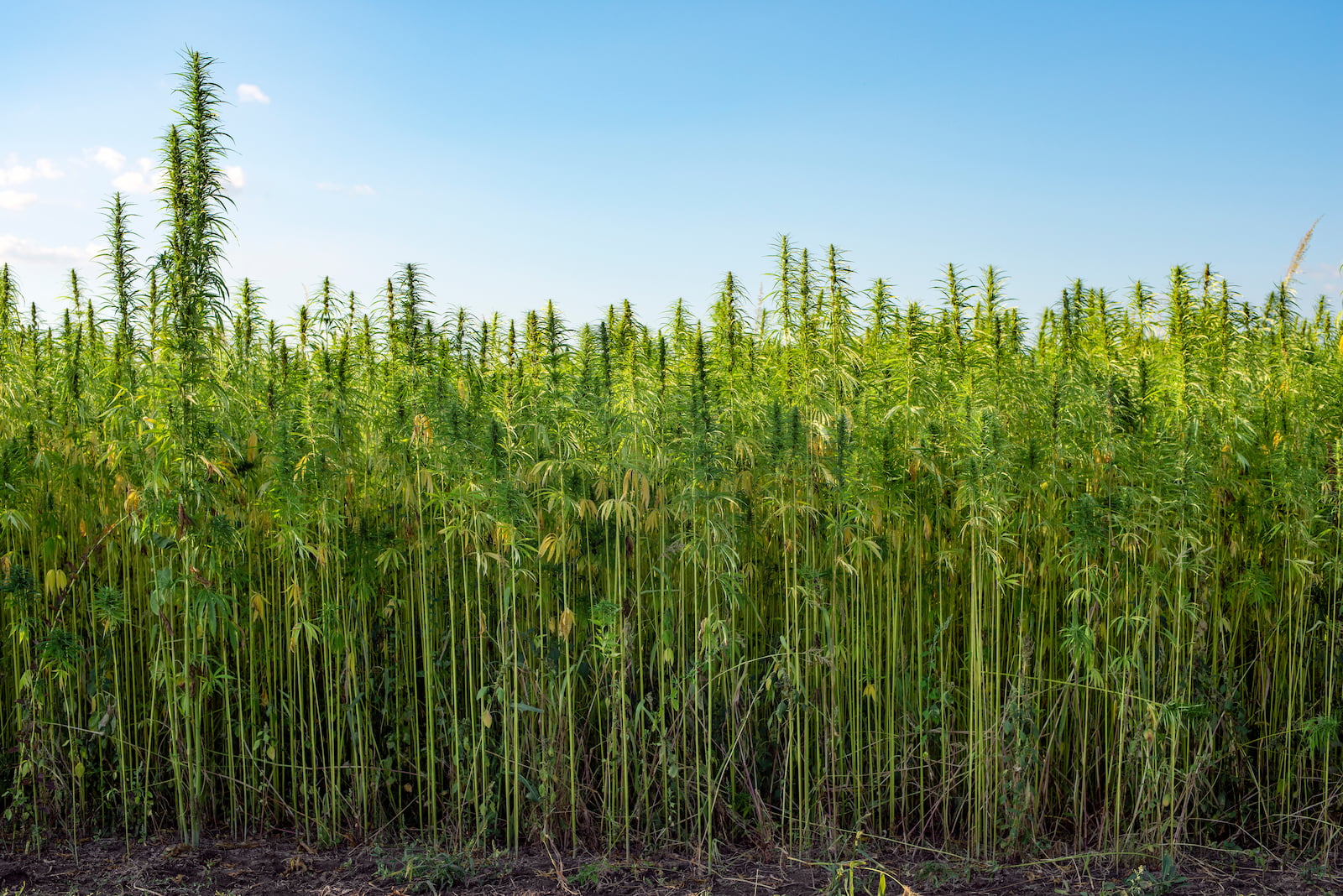 Hemp plants growing in a field under a clear blue sky