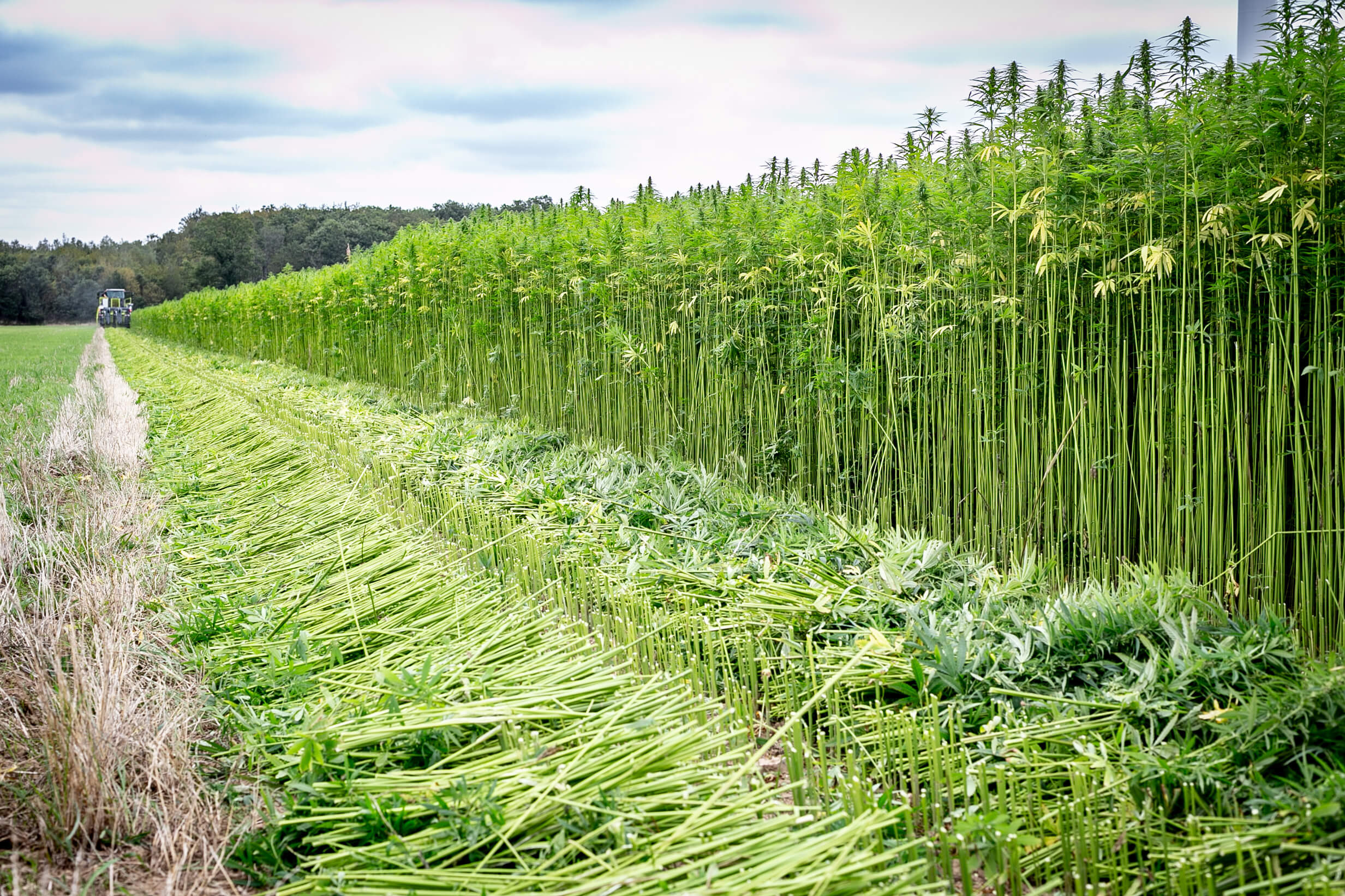 Row of green hemp plants in a field with a clear sky
