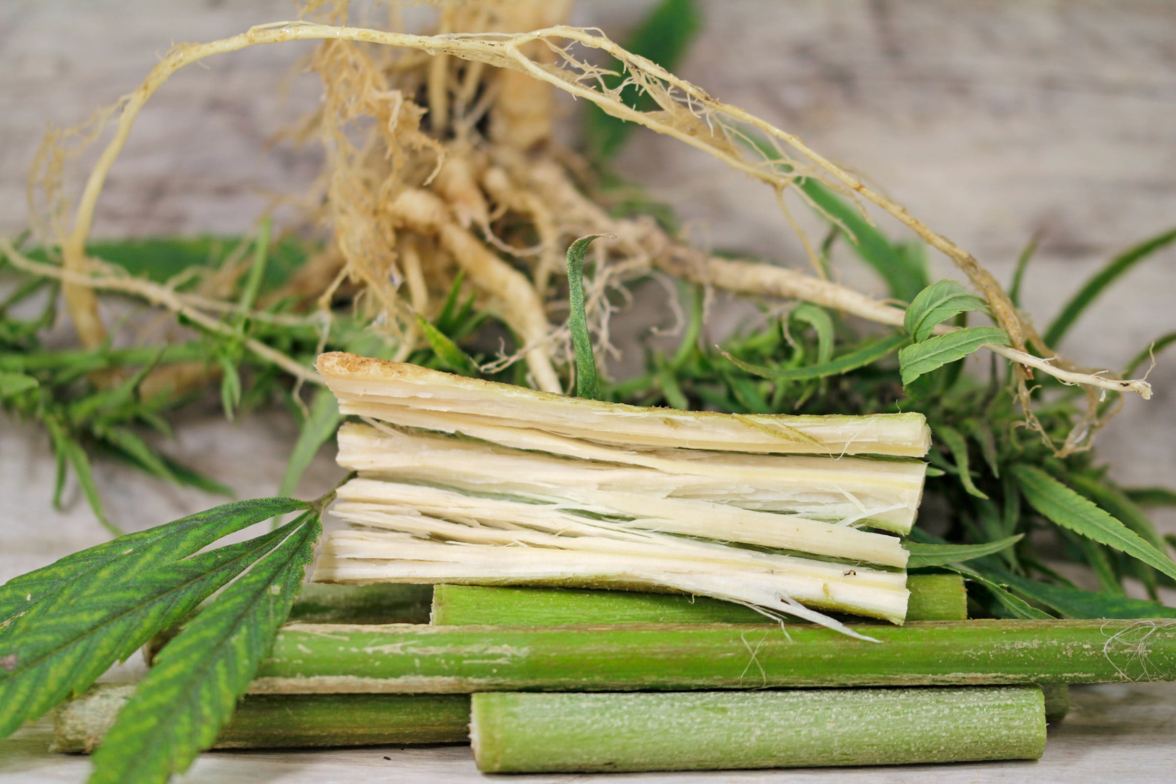 Stack of green hemp stems with roots and leaves on a wooden surface